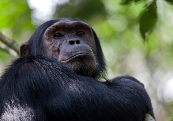 chimpanzee - Kibale Nationalpark