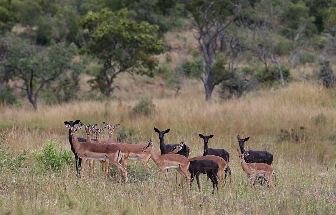 Shambala-impala