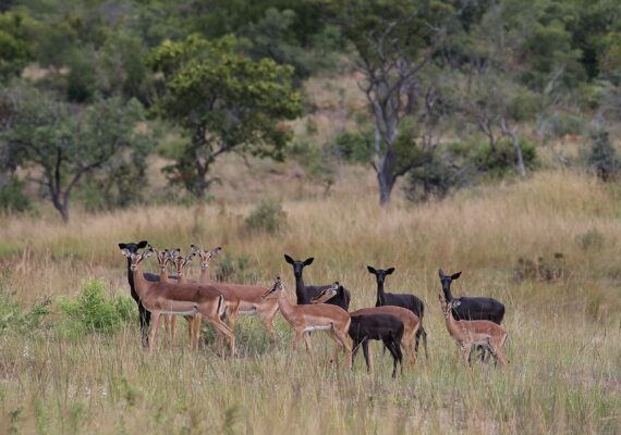 Shambala-impala